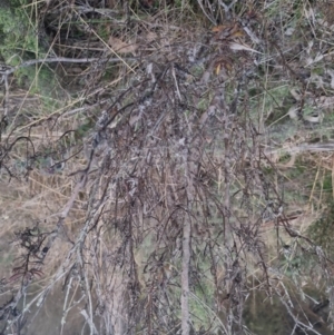 Persoonia rigida at Bungendore, NSW - 11 Sep 2022 05:40 PM