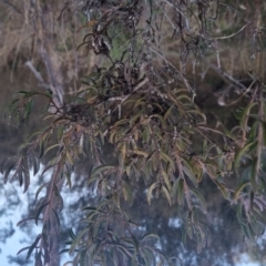 Persoonia rigida at Bungendore, NSW - 11 Sep 2022 05:40 PM