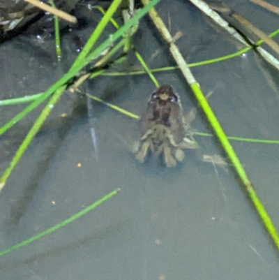 Crinia signifera (Common Eastern Froglet) at WREN Reserves - 12 Sep 2022 by ChrisAllen