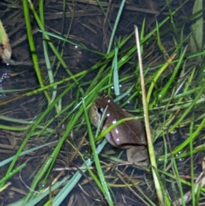 Crinia parinsignifera (Plains Froglet) at Baranduda, VIC by ChrisAllen