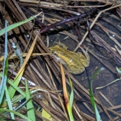 Crinia signifera (Common Eastern Froglet) at Wodonga - 12 Sep 2022 by ChrisAllen