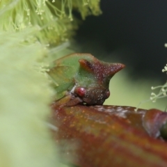 Sextius virescens (Acacia horned treehopper) at Acton, ACT - 11 Sep 2022 by TimL