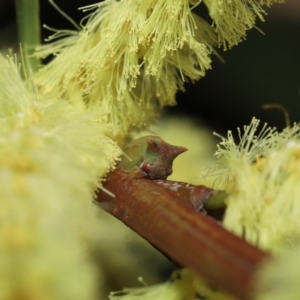 Sextius virescens at Acton, ACT - 11 Sep 2022