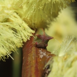 Sextius virescens at Acton, ACT - 11 Sep 2022