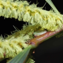 Sextius virescens at Acton, ACT - 11 Sep 2022