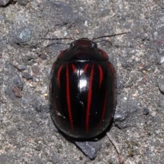 Paropsisterna semivittata (Eucalyptus leaf beetle) at Acton, ACT - 11 Sep 2022 by TimL