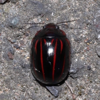 Paropsisterna nigerrima (Leaf beetle, Button beetle) at ANBG - 11 Sep 2022 by TimL