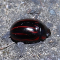 Paropsisterna nigerrima at Acton, ACT - 11 Sep 2022