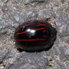 Paropsisterna nigerrima at Acton, ACT - 11 Sep 2022