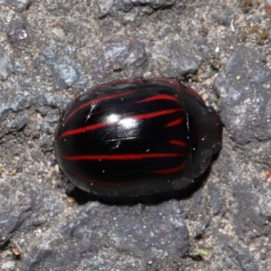 Paropsisterna nigerrima at Acton, ACT - 11 Sep 2022