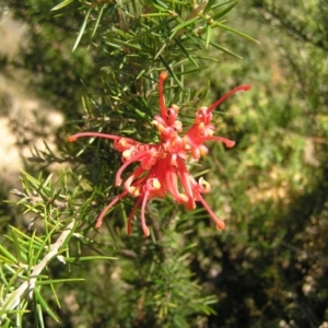 Grevillea juniperina subsp. fortis at Greenway, ACT - 11 Sep 2022