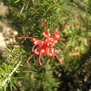 Grevillea juniperina subsp. fortis at Greenway, ACT - 11 Sep 2022 01:05 PM