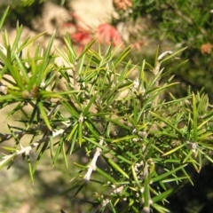 Grevillea juniperina subsp. fortis at Greenway, ACT - 11 Sep 2022