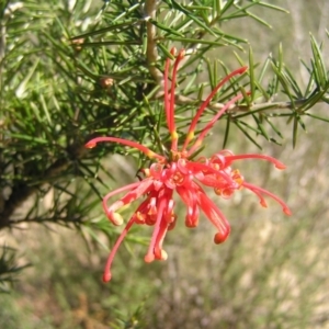 Grevillea juniperina subsp. fortis at Greenway, ACT - 11 Sep 2022