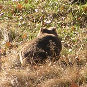 Vombatus ursinus at Greenway, ACT - 11 Sep 2022