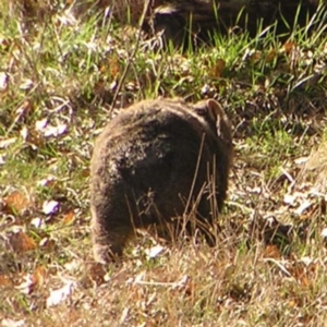 Vombatus ursinus at Greenway, ACT - 11 Sep 2022