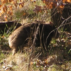 Vombatus ursinus at Greenway, ACT - 11 Sep 2022