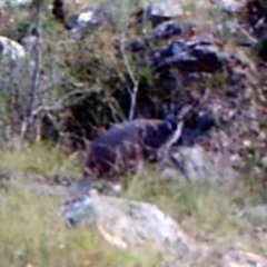 Notamacropus rufogriseus (Red-necked Wallaby) at Kambah, ACT - 3 Apr 2022 by MountTaylorParkcareGroup