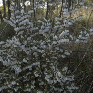 Leucopogon fletcheri subsp. brevisepalus at Queanbeyan West, NSW - 3 Sep 2022