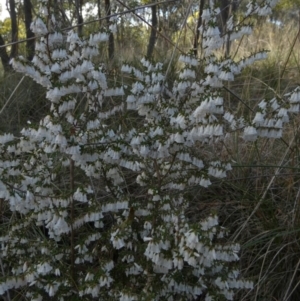 Styphelia fletcheri subsp. brevisepala at Queanbeyan West, NSW - 3 Sep 2022