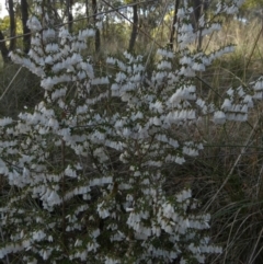 Leucopogon fletcheri subsp. brevisepalus (Twin Flower Beard-Heath) at Queanbeyan West, NSW - 2 Sep 2022 by Paul4K