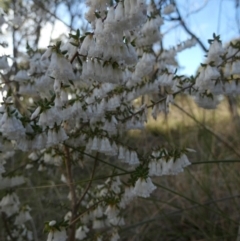 Styphelia fletcheri subsp. brevisepala at Queanbeyan West, NSW - 3 Sep 2022