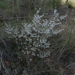 Leucopogon fletcheri subsp. brevisepalus at Queanbeyan West, NSW - 3 Sep 2022