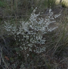 Styphelia fletcheri subsp. brevisepala at Queanbeyan West, NSW - 3 Sep 2022