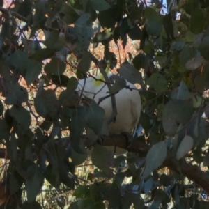 Cacatua galerita at Queanbeyan West, NSW - 11 Sep 2022