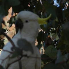 Cacatua galerita at Queanbeyan West, NSW - 11 Sep 2022