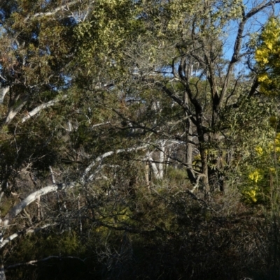 Acacia melanoxylon (Blackwood) at Boro - 11 Sep 2022 by Paul4K
