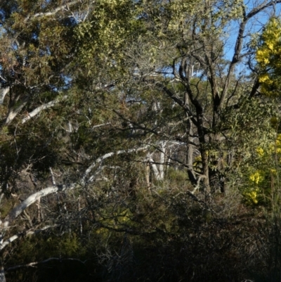 Acacia melanoxylon (Blackwood) at Borough, NSW - 11 Sep 2022 by Paul4K