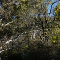 Acacia melanoxylon (Blackwood) at Borough, NSW - 11 Sep 2022 by Paul4K