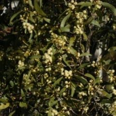 Acacia melanoxylon at Borough, NSW - suppressed