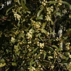 Acacia melanoxylon at Borough, NSW - 11 Sep 2022