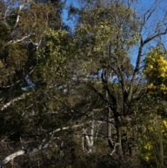 Acacia melanoxylon at Borough, NSW - suppressed