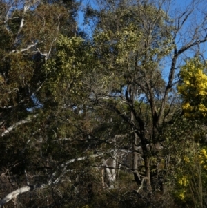 Acacia melanoxylon at Borough, NSW - suppressed