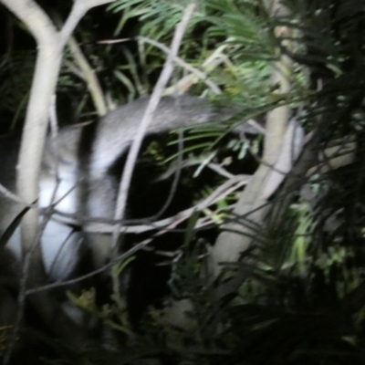 Pseudocheirus peregrinus (Common Ringtail Possum) at Borough, NSW - 11 Sep 2022 by Paul4K