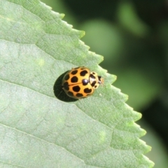 Harmonia conformis (Common Spotted Ladybird) at Pollinator-friendly garden Conder - 20 Dec 2016 by michaelb