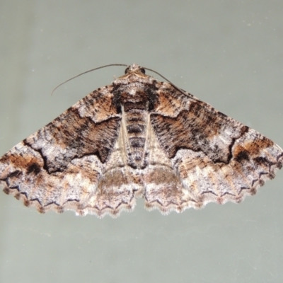 Gastrina cristaria (Wave-lined Geometrid) at Conder, ACT - 2 Oct 2018 by MichaelBedingfield