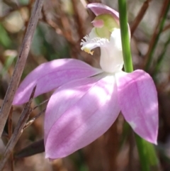 Caladenia catenata (White Fingers) at Jervis Bay National Park - 7 Sep 2022 by AnneG1