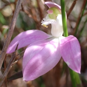 Caladenia catenata at Hyams Beach, NSW - suppressed