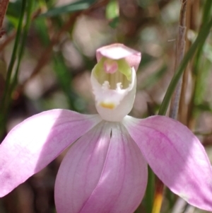 Caladenia catenata at Hyams Beach, NSW - suppressed