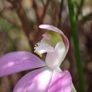 Caladenia catenata at Hyams Beach, NSW - suppressed