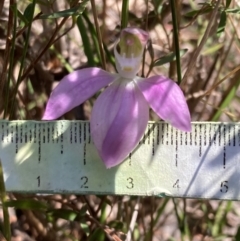 Caladenia catenata at Hyams Beach, NSW - suppressed