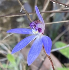 Cyanicula caerulea (Blue Fingers, Blue Fairies) at Jerrabomberra, ACT - 10 Sep 2022 by AnneG1