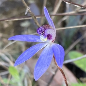 Cyanicula caerulea at Jerrabomberra, ACT - suppressed