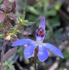 Cyanicula caerulea at Jerrabomberra, ACT - suppressed