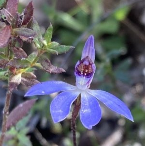 Cyanicula caerulea at Jerrabomberra, ACT - suppressed