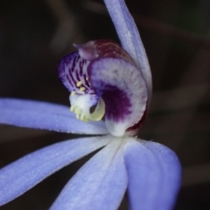 Cyanicula caerulea at Jerrabomberra, ACT - suppressed